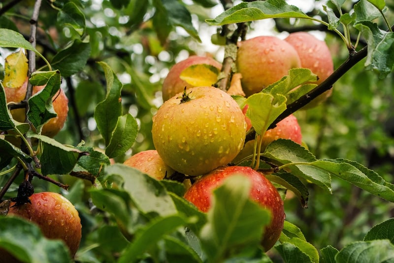 Apple Trees