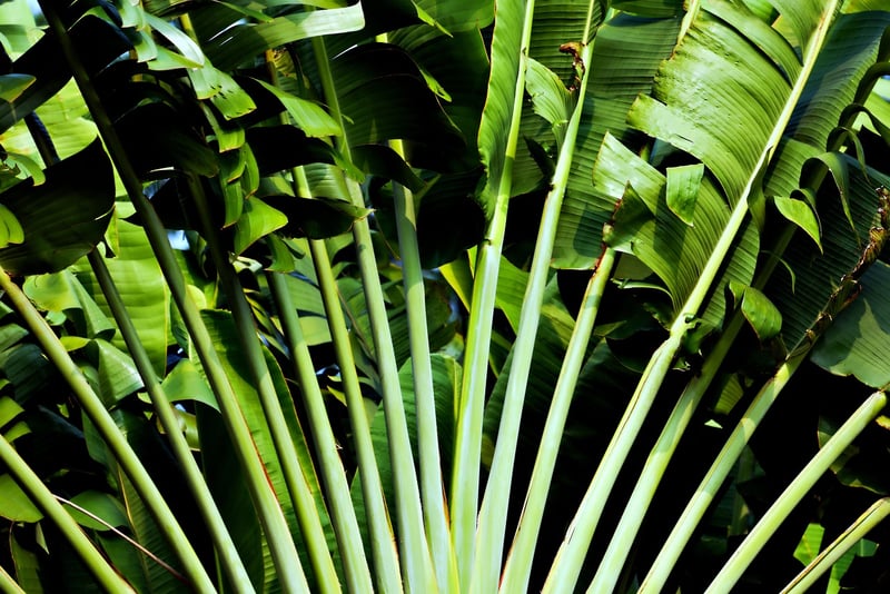 Indoor Plants