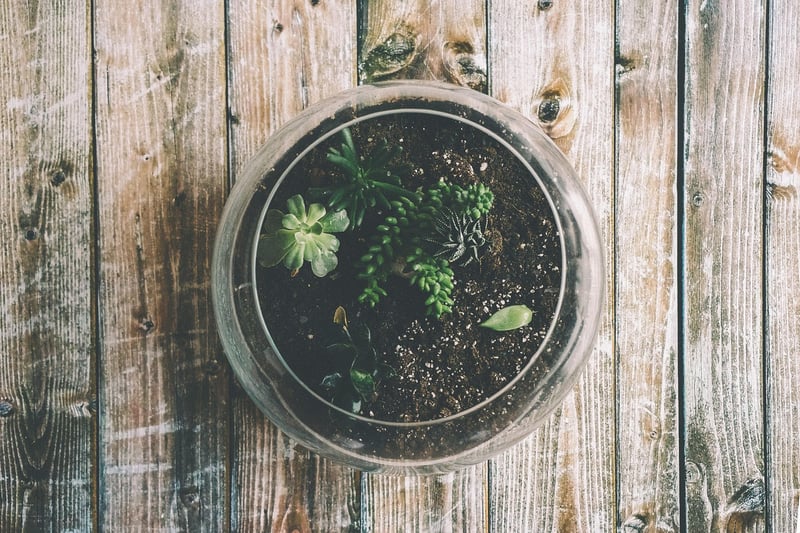 Terrarium Chandelier